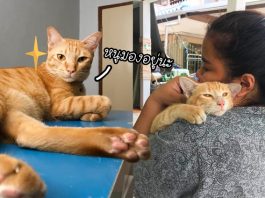 ทาสสาวบ่น คนชอบถามทำไมยังไม่มีลูก บอกเลยว่าเพราะ ‘แมว’ ทำตัวเป็นยาคุม!!
