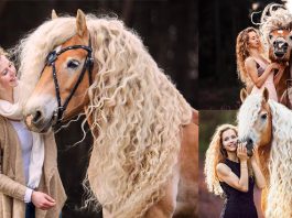 พบกับ ‘Storm’ ม้าฮาฟลินเจอร์ผมหยิกสีบลอนด์ สง่างามราวกับหลุดมาจากเทพนิยาย