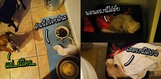 เฟอร์เร็ทเผือกเข้าบ้านหญิงสาว ทำตัวชิลเหมือนเป็นบ้านตัวเอง แถมไม่ยอมออกด้วย