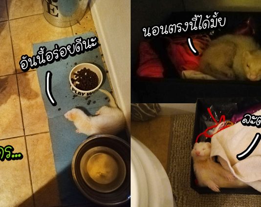เฟอร์เร็ทเผือกเข้าบ้านหญิงสาว ทำตัวชิลเหมือนเป็นบ้านตัวเอง แถมไม่ยอมออกด้วย