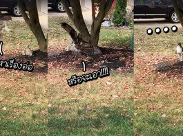 เจ้าเหยี่ยวถึงกับไปไม่เป็น เมื่อเจ้ากระต่ายไม่มีท่าทีกลัวมันเลย แม้จะข่มขู่แล้วข่มขู่อีก