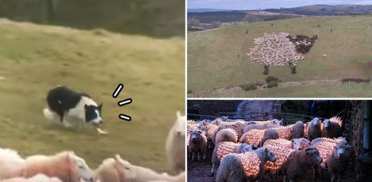 ‘สุนัขต้อนแกะ’ ช่วยสร้างภาพอันน่าตื่นตาตื่นใจ โดยการต้อนแกะนับร้อยตัวในทุ่งกว้าง