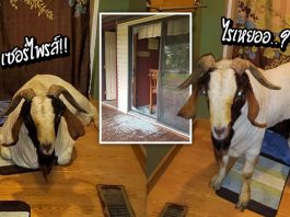 แพะแปลกหน้าบุกเข้าบ้านมนุษย์ ทำประตูแตกทั้งบาน แถมยังทิ้งกลิ่นตัวเอาไว้อีก…