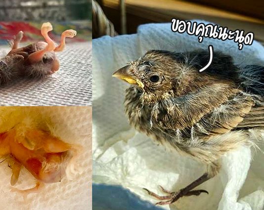 ลูกนกเกิดใหม่ตกลงมาจากรัง หญิงสาวจึงช่วยเก็บมันมา และเลี้ยงดูจนมันเติบใหญ่