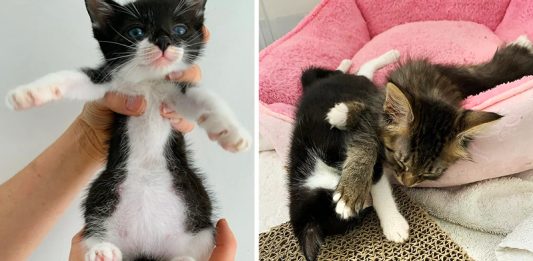 ลููกแมวจรจัดถูกพบอยู่ตามลำพัง มีความสุขมากๆ เมื่อมีเพื่อนใหม่ให้มันกอด