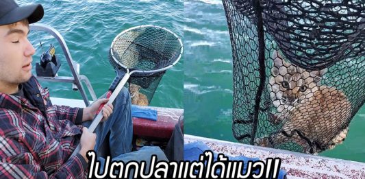 ครอบครัวเจอ “บอบแคต” กลางทะเลสาบ จึงช่วยมันเอาไว้ และพาขึ้นฝั่งอย่างปลอดภัย