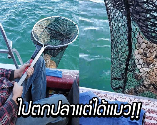 ครอบครัวเจอ “บอบแคต” กลางทะเลสาบ จึงช่วยมันเอาไว้ และพาขึ้นฝั่งอย่างปลอดภัย