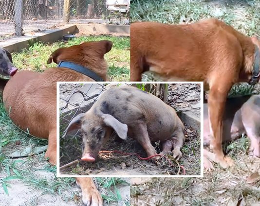 หมาที่เคยถูกช่วย อาสารับดูแลลูกหมูซึ่งเป็นอัมพาต ช่วยให้ความอบอุ่นมันเหมือนแม่