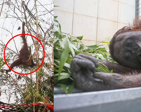 ลิงอุรังอุตังไร้ทางไป โหนต้นไม้ที่เหลือไม่กี่ต้นหลังเกิดไฟป่า อาสาฯ จึงรีบเข้าช่วย