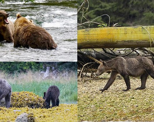 เผยภาพน่าสลดใจ หมีกริซลี่ผอมกร่องเพราะแซลม่อนไม่พอ ผลจากภาวะโลกร้อน