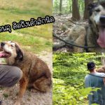 สุนัขวัย 17 ปี ป่วยเป็นมะเร็ง ถูกพบในป่าลึก หลังมันหนีออกจากบ้านเพราะตกใจเสียงพลุ