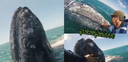 ลูกวาฬว่ายเข้ามาใกล้เรือทีมสำรวจ เพื่ออ้อนพวกเขาให้ลูบตัวให้ ทำเอาทุกคนทึ่งหนักมาก