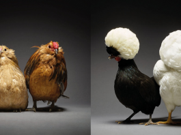 ภาพอันงดงามของไก่ตัวผู้และตัวเมียในแต่ละสายพันธุ์ ที่ทำให้คุณอยากรู้จักไก่มากขึ้น