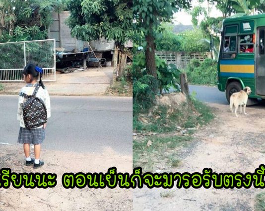 ‘พี่ตูบแสนดี’ เดินมาส่งน้องขึ้นรถโรงเรียนทุกเช้า และมารอรับกลับบ้านด้วยกันทุกเย็น