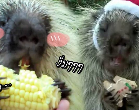 พบกับ Teddy เจ้าเม่นช่างจ้อ ผู้ทำให้คนตกหลุมรักด้วยเสียง และท่าทางการกินของมัน