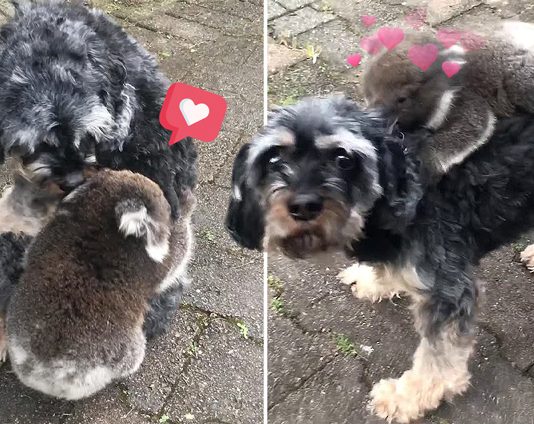 โคอาล่าตัวน้อยมาเกาะหลังพี่หมา สลัดยังไงก็ไม่ยอมปล่อย สงสัยคิดว่าเป็นแม่