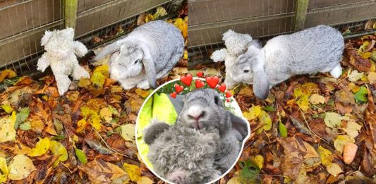 กระต่ายถูกทิ้งในกล่อง รู้สึกตื่นกลัวมาก เลยกอดตุ๊กตาหมีตัวโปรดไม่ยอมปล่อย