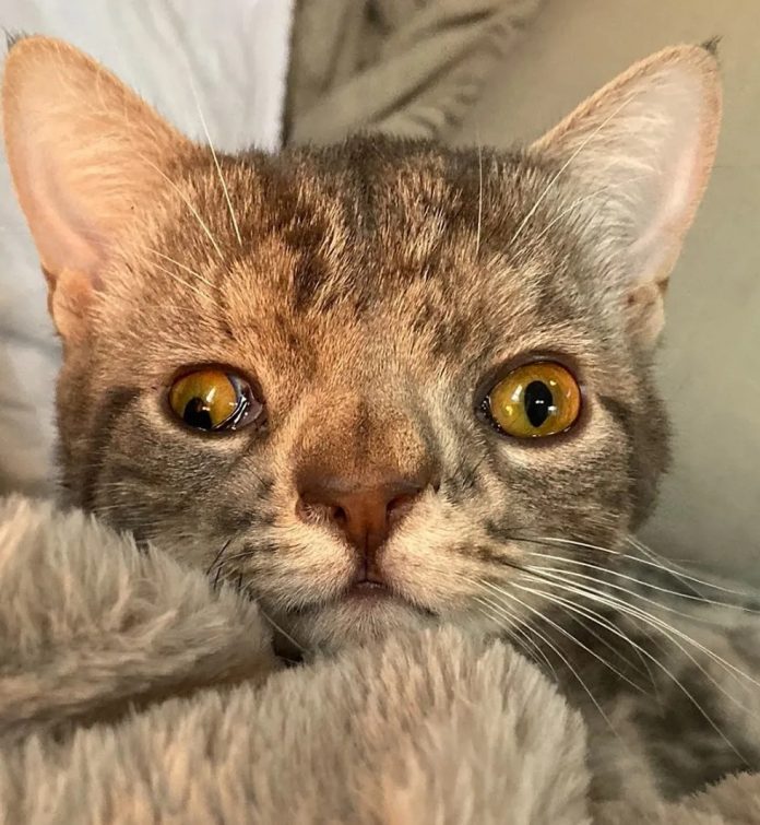 แมวเหมียวตาเขถูกทิ้ง ทำให้คนดูแลตกหลุมรัก ด้วยความขี้อ้อนแบบไม่มีลิมิต