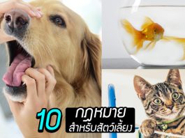 มาดู 10 กฎหมายสำหรับสัตว์เลี้ยง ที่ช่วยคุ้มครองสัตว์ และทำให้พวกมันมีชีวิตที่ดี