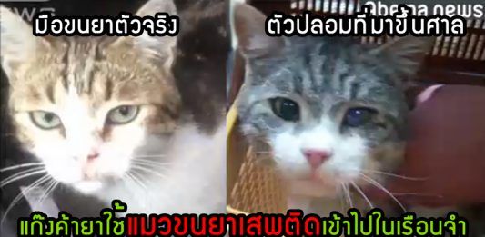 เหมียวถูกนำตัวขึ้นศาลแบบงงๆ หลัง ‘แมวมือขนยาเสพติดตัวจริง’ หลบหนีไปก่อนการไต่สวน