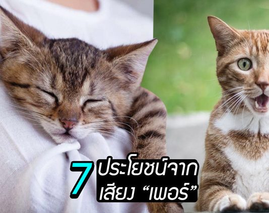 รู้หรือไม่ เสียง “เพอร์” ของเจ้าแมวส่งผลดีกับมนุษย์ และนี่คือ 7 ประโยชน์จากมัน!!