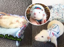 หญิงสาวทำเตียงจิ๋วให้ ‘น้องหนู’ พร้อมชุดนอนที่เข้าคู่กัน และเลี้ยงดูมันราวกับเจ้าหญิง