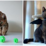 นี่คือ 10 ไอเดียของใช้แมวๆ ที่สามารถทำเองที่บ้านได้จากเครื่อง 3D ปริ้นเตอร์