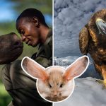 ชวนชม 25 ภาพ “สัตว์ป่า” ที่เข้ารอบสุดท้าย ประจำปี 2019 ล้วนน่าทึ่งและตื่นตาตื่นใจ