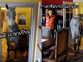 เจ้าของบ้านตกใจเมื่อ “ม้าแปลกหน้า” เดินเข้ามาในบ้าน แต่พวกเขาก็ต้อนรับมันอย่างเป็นมิตร