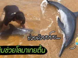 นักศึกษาหนุ่มพบโลมาเกยตื้น รีบอุ้มมันวิ่งพาไปที่ทะเล ช่วยชีวิตมันได้ทันเวลา
