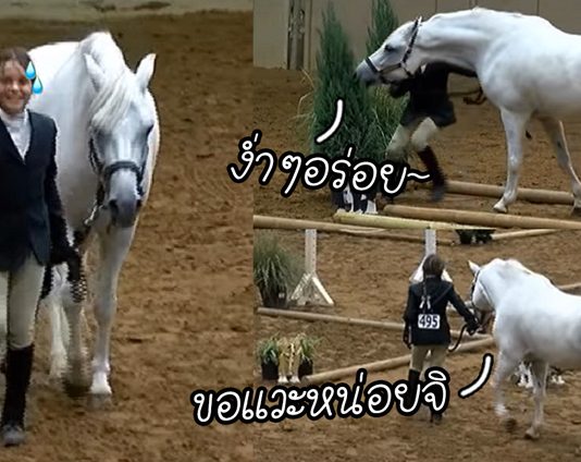 เจ้าม้าทำเอาคนดูขำทั้งสนาม หลังมันหยุดกินหญ้าแทบทุกจุด ระหว่างเดินทางวิบาก