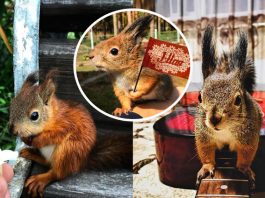 หนุ่มช่วย “กระรอก” บาดเจ็บจนเดินไม่ได้ มันจึงตอบแทนด้วยการเป็นเพื่อนที่ดีที่สุดของเขา