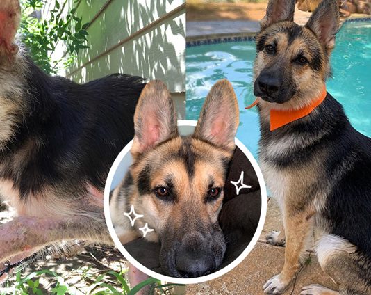 หญิงเจอหมาเยอรมัพเชพเพิร์ด ติดโครงเตียงขยับตัวไม่ได้ ช่วยชีวิตมันทันก่อนหิวตาย