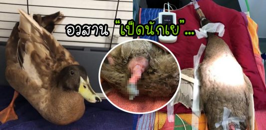 “เป็ดเซ็กส์จัด” ถูกเฉือนน้องชายออก หลังมันไล่บี้เพื่อนสาวไม่ต่ำกว่า 10 ครั้งต่อวัน