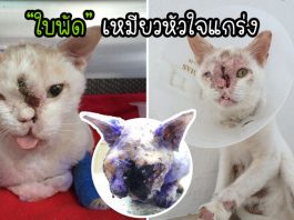 เรื่องราวอันน่าเศร้าของ “ใบพัด” เหมียวหัวใจแกร่ง ฮึดสู้กับความทรมานจนลมหายใจสุดท้าย