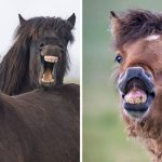 เหล่า “ม้าหนุ่มไอซ์แลนด์” หันมายิ้มให้กล้อง โชว์ความหล่อเหลาที่สาวๆ เห็นเป็นต้องกรี๊ด