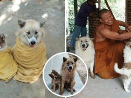 “พี่แก้ว & น้องก้อง” คู่หูเด็กวัด 4 ขา อาสาเป็นบอดี้การ์ดให้หลวงปู่และช่วยงานท่านทุกอย่าง