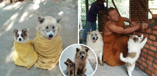 “พี่แก้ว & น้องก้อง” คู่หูเด็กวัด 4 ขา อาสาเป็นบอดี้การ์ดให้หลวงปู่และช่วยงานท่านทุกอย่าง