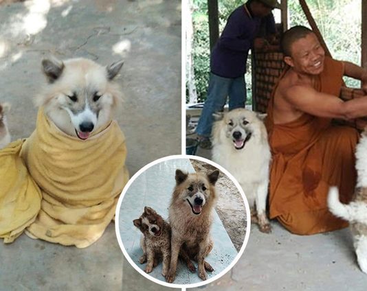 “พี่แก้ว & น้องก้อง” คู่หูเด็กวัด 4 ขา อาสาเป็นบอดี้การ์ดให้หลวงปู่และช่วยงานท่านทุกอย่าง