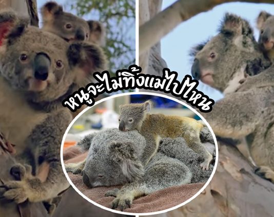 อัปเดตเรื่อง “ลูกโคอาล่ากอดแม่แน่น ระหว่างทำการผ่าตัด” ซึ่งตอนนี้ดีขึ้นมากแล้ว