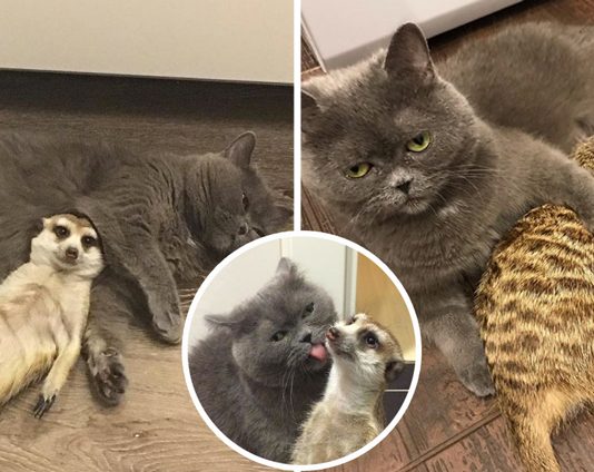 “เมียร์แคต VS แมว” คู่หูสุดแปลก ที่ไม่มีอะไรเหมือนกัน แต่กลับเข้ากันได้อย่างลงตัว