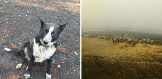 ‘Patsy’ สุนัขเลี้ยงแกะแสนรู้ เสี่ยงชีวิตต้อนฝูงแกะนับร้อยหนีไฟป่า จนทุกตัวปลอดภัย