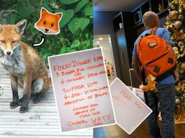 พ่อเขียนโน๊ตทิ้งไว้ ฝากลูกสาวให้อาหารจิ้งจอกระหว่างเขาเที่ยว เลี้ยงดีกว่าลูกอีก!!