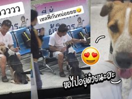 สาวเห็นพ่อเล่นกับหมาที่ขนส่ง ไม่ทันไรก็นั่งตักซะแล้ว แบบนี้คงไม่พ้นเก็บไปเลี้ยง