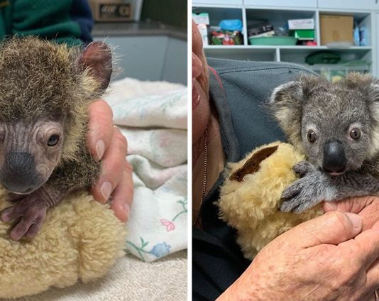 “โคอาล่าน้อย” ที่ได้ “สุนัขกู้ภัย” ช่วยจากไฟป่า ตอนนี้กำลังฟื้นตัวและเปลี่ยนไปอย่างน่าทึ่ง