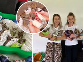 “ลูกวัลลาบี” 7 ตัว สูญเสียแม่จากไฟป่า มนุษย์จึงทำหน้าที่แม่ให้ จนกว่าพวกมันจะแข็งแรงพอ