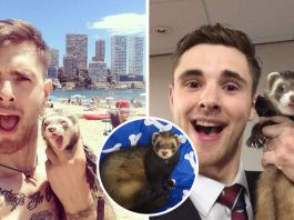 “เฟอร์เรตตัวน้อย” ทำให้ “หนุ่มผู้สิ้นหวัง” ลุกขึ้นสู้อีกครั้ง หลังเขาสูญเสียคนที่รักถึง 3 คน