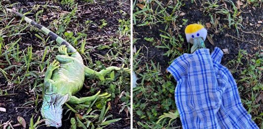 ‘อีกัวนา’ ประสบภัยหนาวจนตกจากต้นไม้ แต่รอดมาได้ เพราะ ‘หญิงใจดี’ นำผ้าไปห่มให้