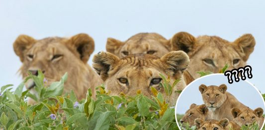 ช่างภาพย่องถ่ายรูปฝูงสิงโต แต่พวกมันดันรู้ตัวซะก่อน เขาจึงกลายเป็นผู้ถูกแอบมองแทน