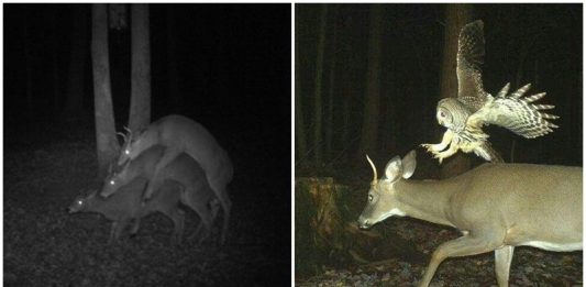 มัดรวมความฮาของสัตว์ป่า ที่ทำตัวเปิ่นๆ เพราะคิดว่าไม่มีคนเห็น แต่ดันมีกล้องถ่ายอยู่